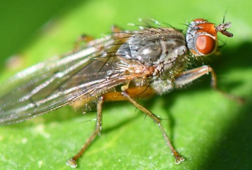 Scathophaga sp.